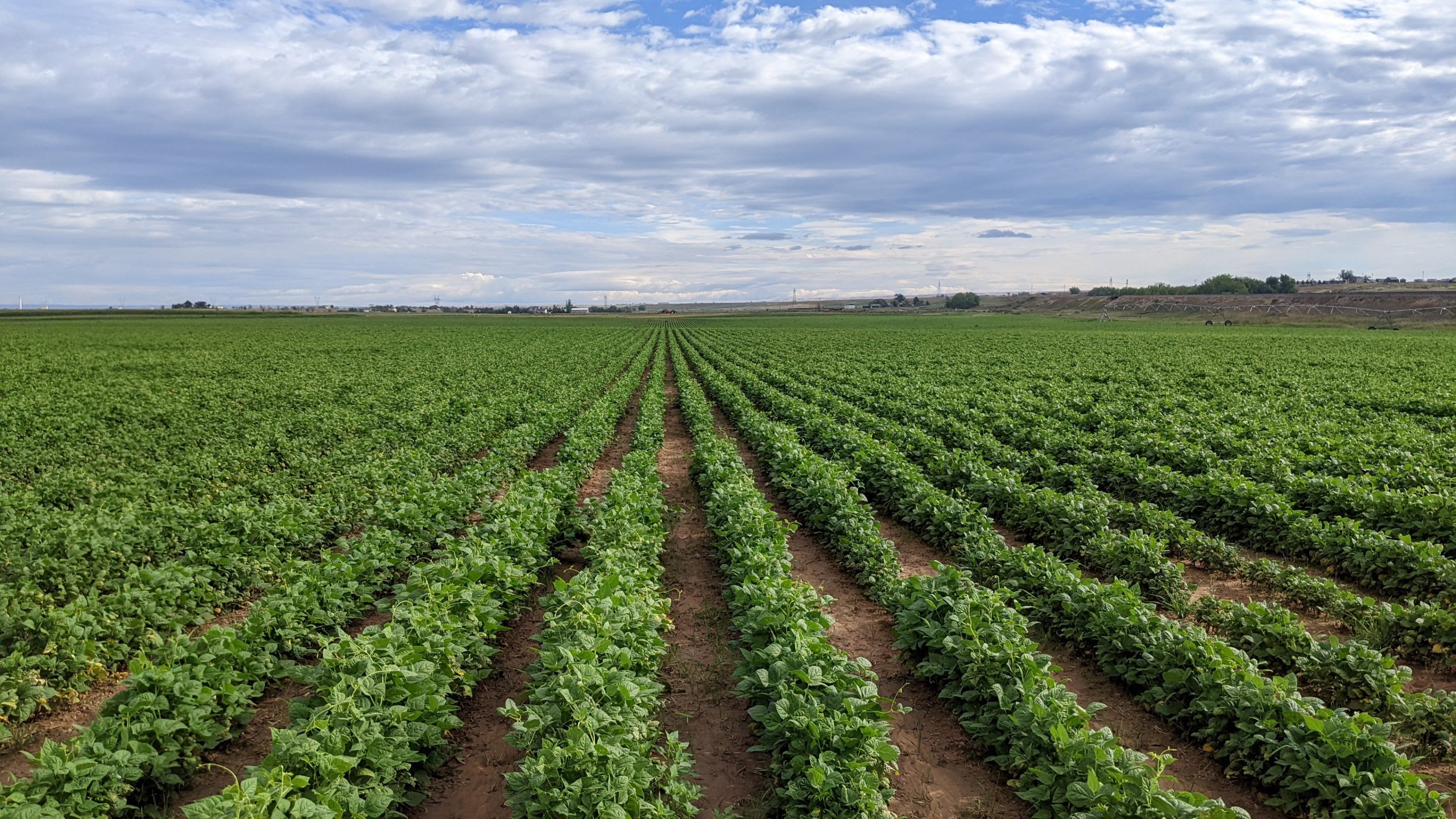 bean farm